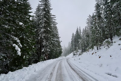 被雪覆盖的道路被树木环绕